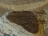 Cikadevinge